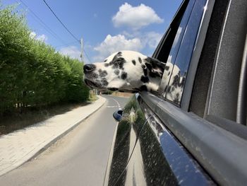 Close-up of a dog, enjoys traveling 