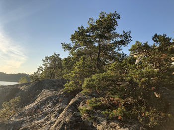 Low angle view of trees on mountain against sky