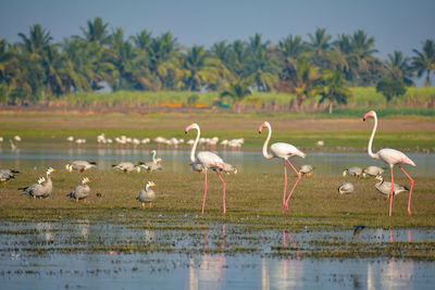 Flamingos in a lake