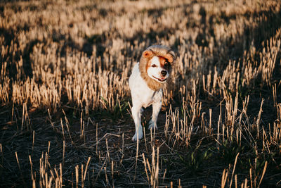 Portrait of dog on land