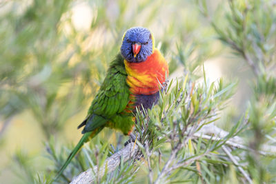Close-up of rainbow lorikeet perching on branch