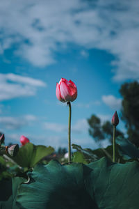 Close-up of pink flowering plant