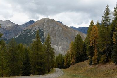 Scenic view of pine trees and mountains against sky