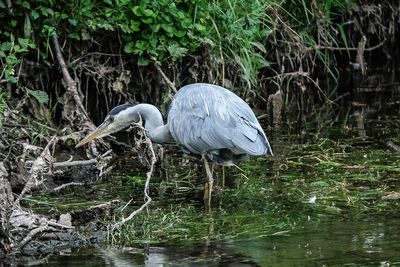 High angle view of gray heron in lake