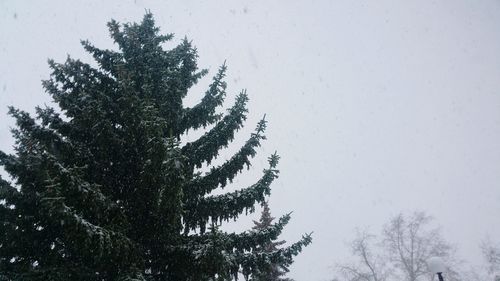 Low angle view of tree against clear sky