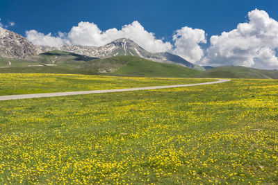 Scenic view of field against sky