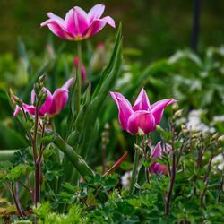 Close-up of pink flowering plant