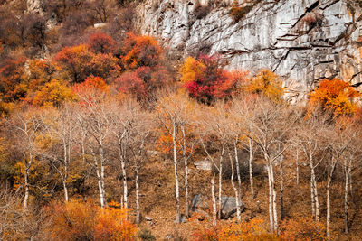 Close-up of trees in forest