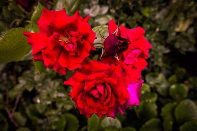 Close-up of red flower