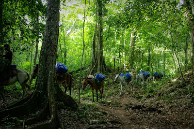 Panoramic view of trees