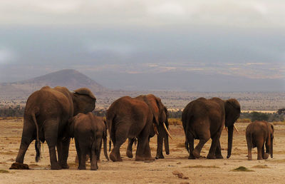 Elephant family walking on landscape against sky