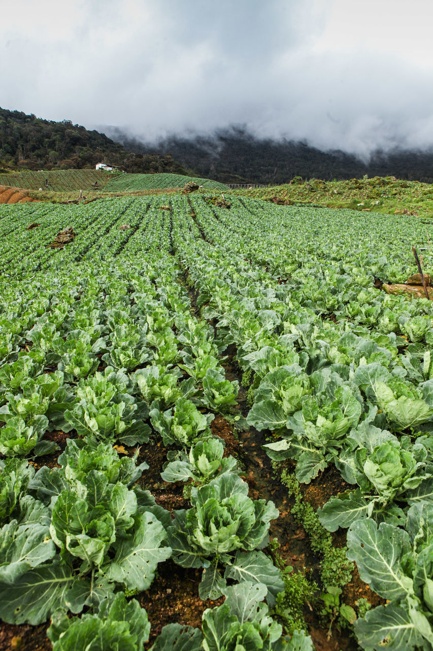 VIEW OF CORN FIELD