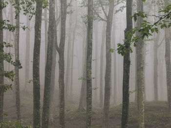 View of trees in forest during foggy weather