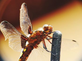 Close-up of dragonfly on wood