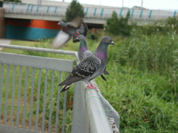 Pigeon perching on a plant