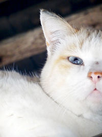 Close-up portrait of white cat