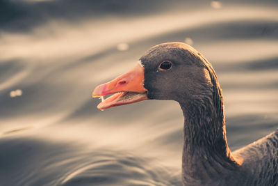 Close-up of a bird