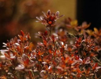 Close-up of flowers against blurred background