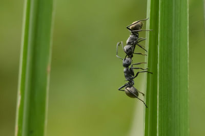 Close-up of insect on plant