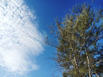 Low angle view of tree against blue sky