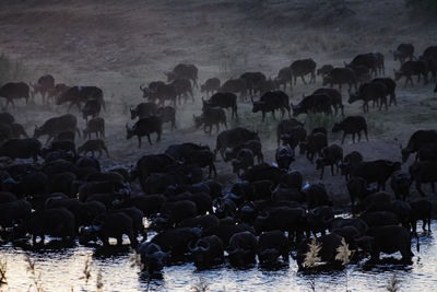 Group of buffalos in lake