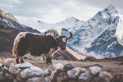 View of a sheep on snow covered landscape