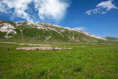 Shepherd leading his flock of sheep to campo imperatore abruzzo