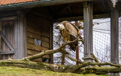 View of a monkey in a building