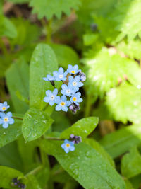 High angle view of forget-me-not flowers growing on plants