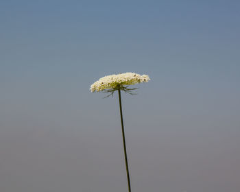 Close-up of wilted plant against clear sky