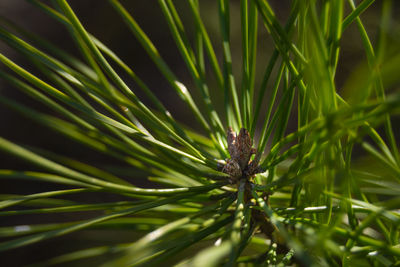 Close-up of pine tree