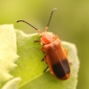 Close-up of insect