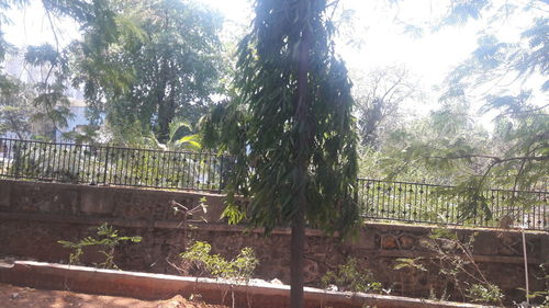 Fence by trees in forest