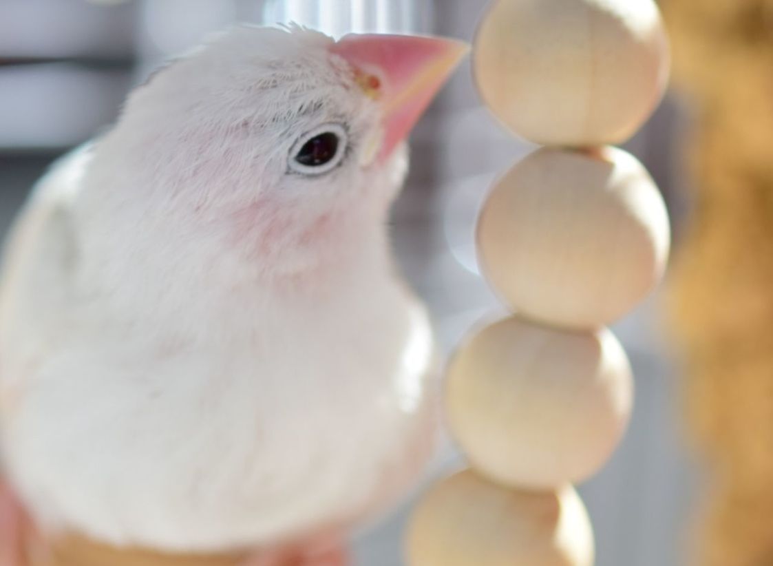 CLOSE-UP OF BIRD IN CONTAINER