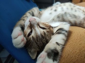 Close-up of cat sleeping