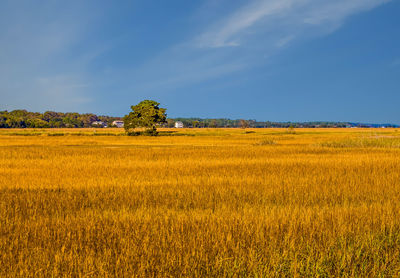 Scenic view of agricultural field against sky