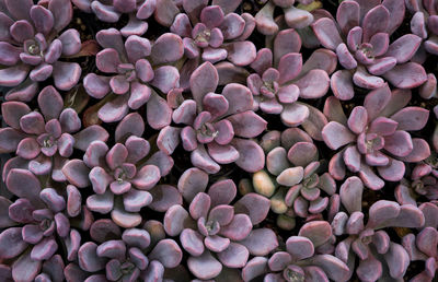 Full frame shot of purple flowers