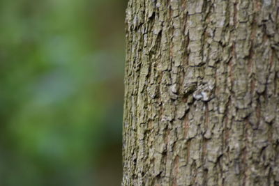 Close-up of tree trunk