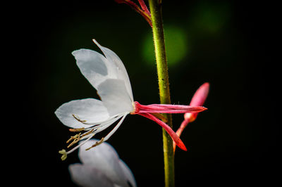Close-up of flower against blurred background