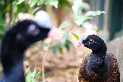 Portrait of black bird