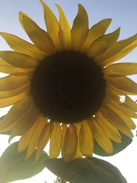 Close-up of sunflower blooming against sky