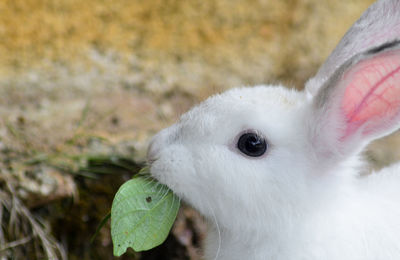 Close-up of white rabbit