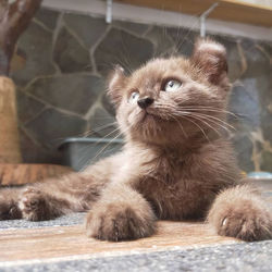 Close-up of a cat looking away