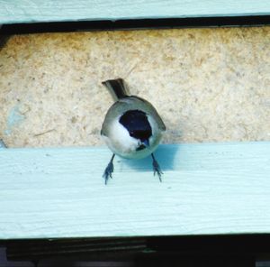 Close-up of bird perching on floor