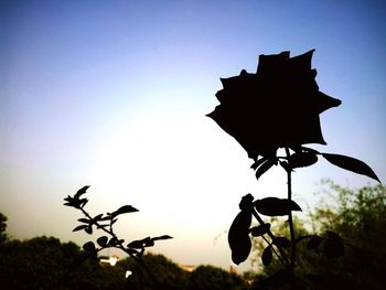 Low angle view of silhouette plant against clear sky