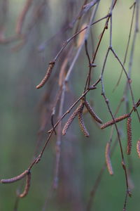 Close-up of twig on branch