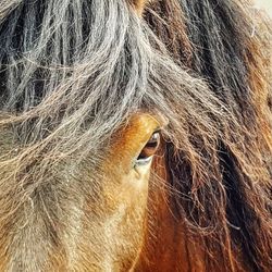 Close-up of a horse