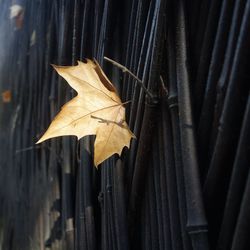 Leaf stuck on wooden fence