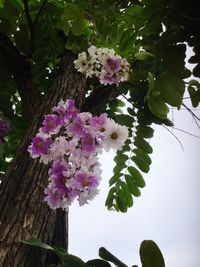 Low angle view of blooming tree against sky