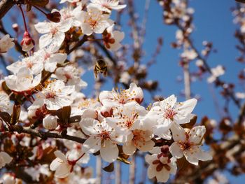 Close-up of white cherry blossoms in spring